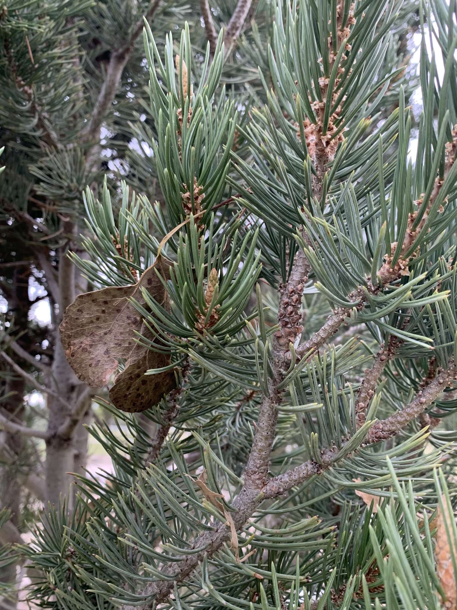 صورة Pinus remota (Little) D. K. Bailey & Hawksw.