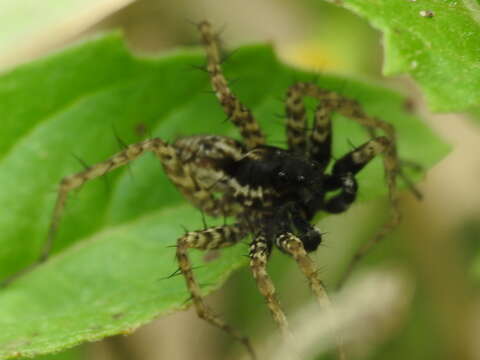 Image of Pardosa atlantica Emerton 1913