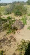 Image of Ferocactus fordii subsp. fordii