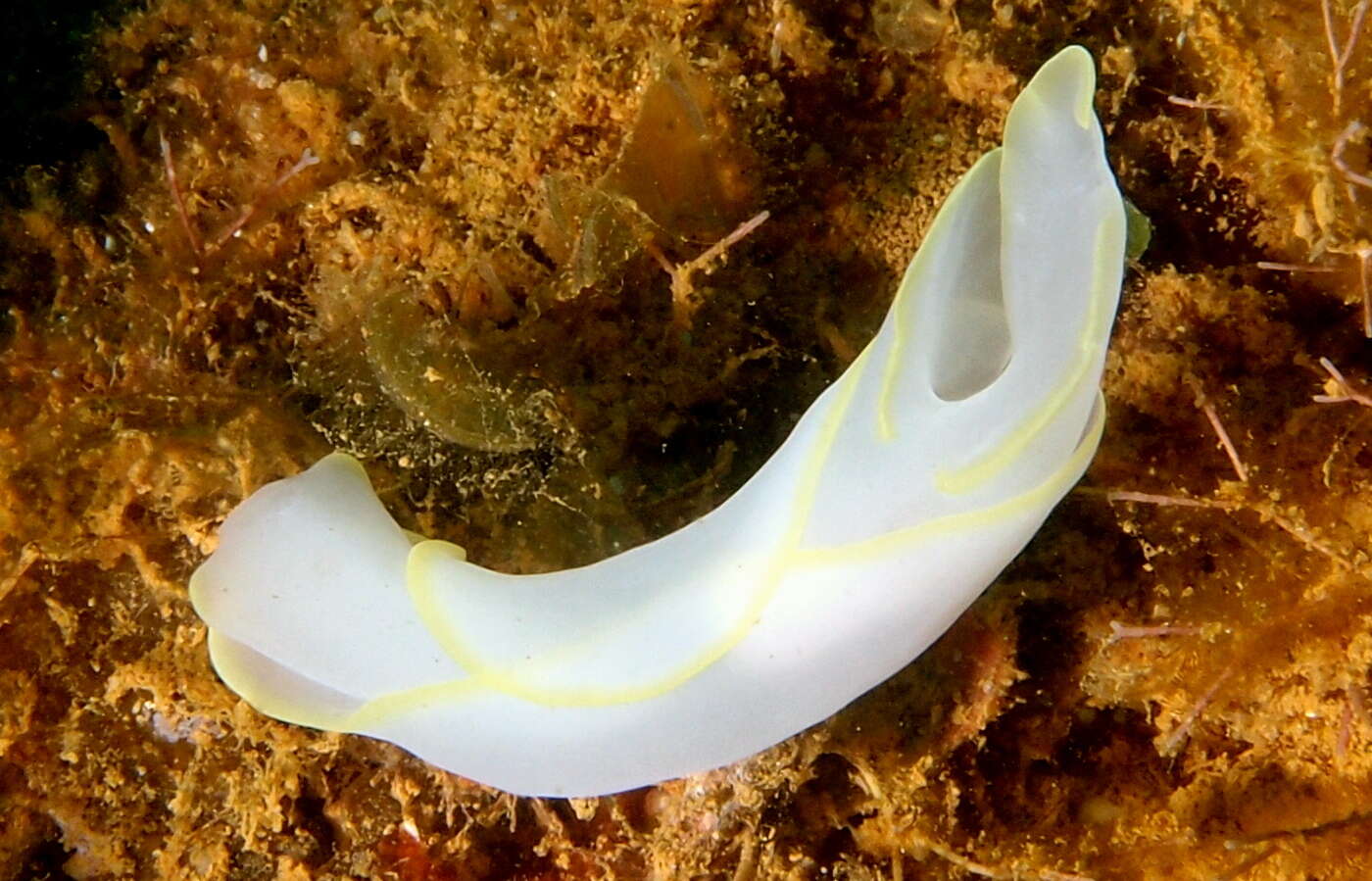 Image of Yellow edged transluscent slug