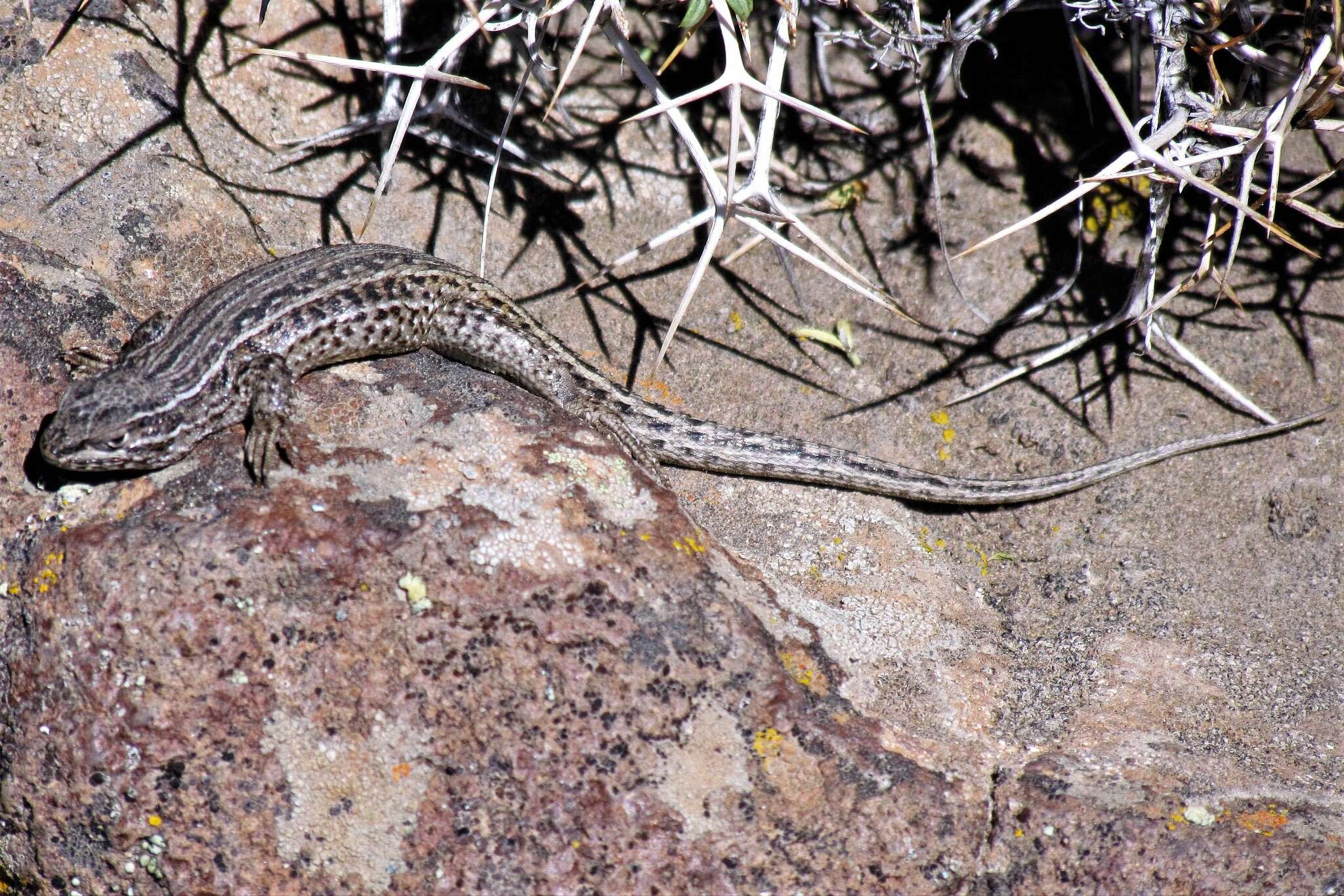 Liolaemus bibronii (Bell 1843)的圖片