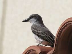 Image of Gray Kingbird