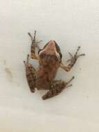 Image of Paulo's Robber Frog