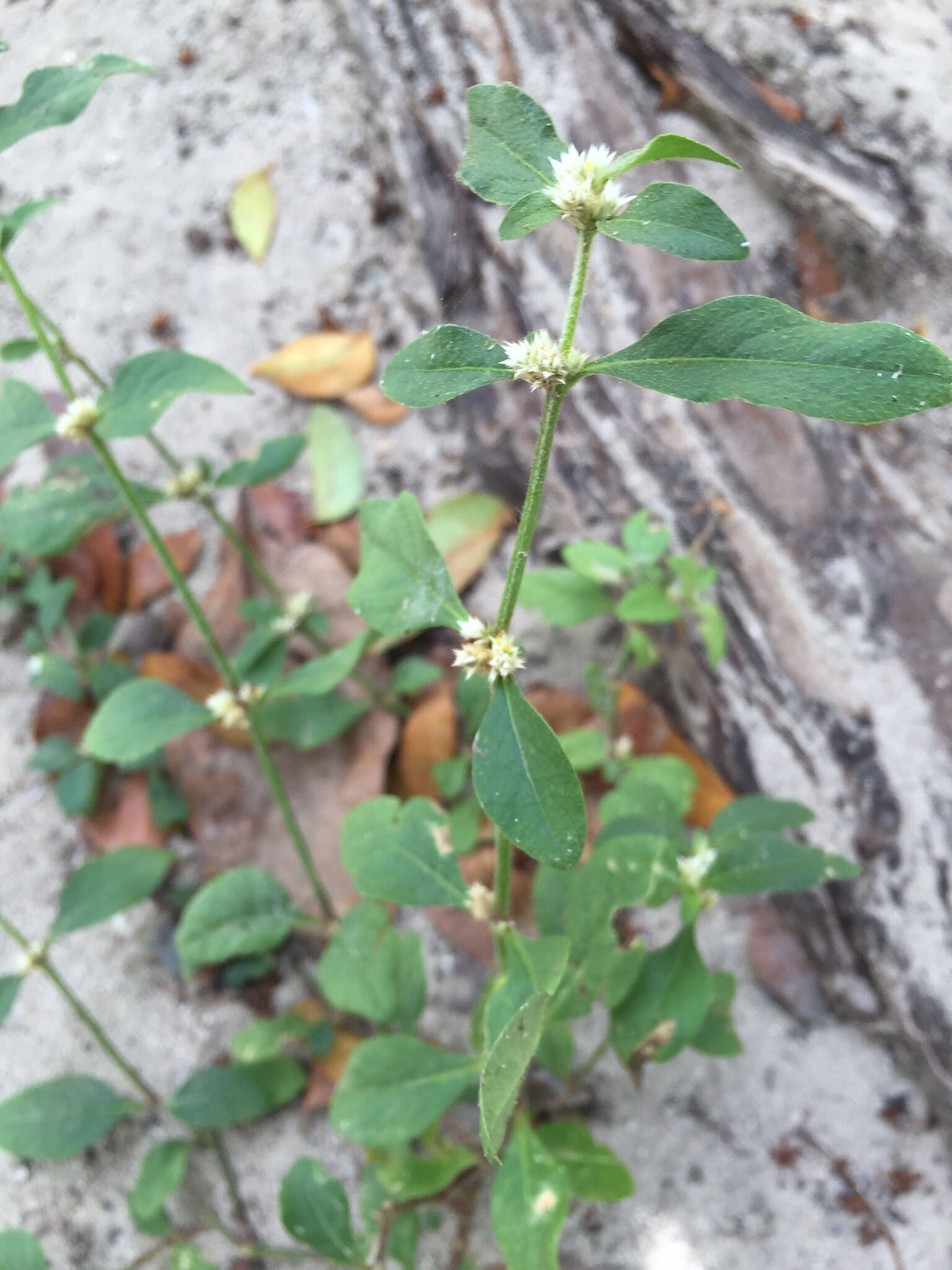 صورة Alternanthera ficoidea (L.) R. Br.