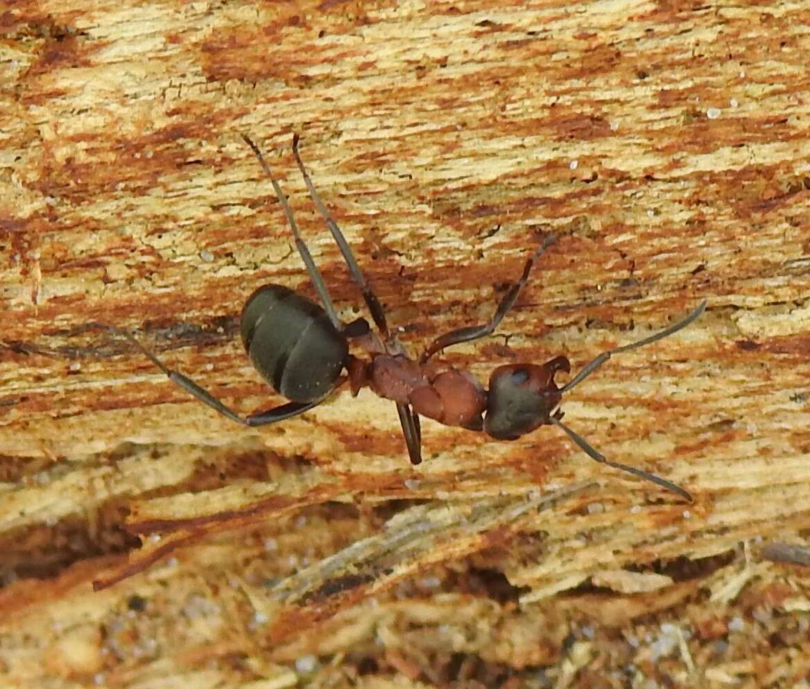 Image of Red Wood Ant