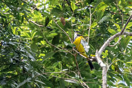 Image of Australian Golden Whistler