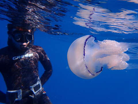 Image of barrel jellyfish