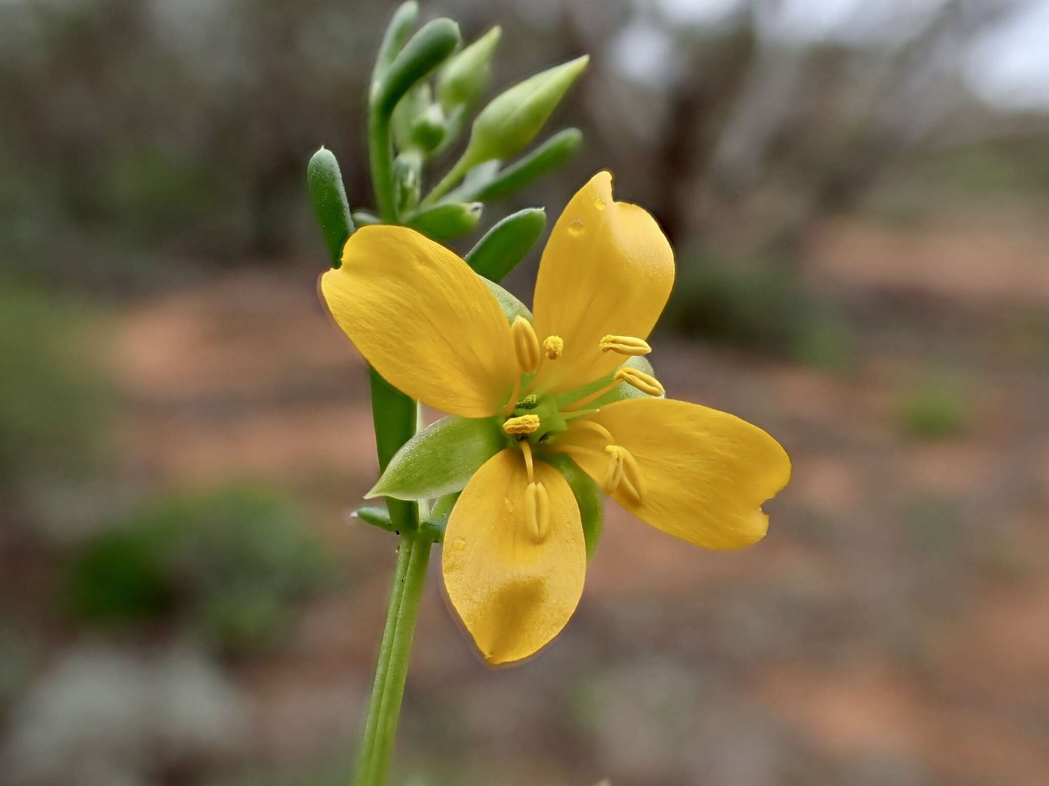 Image of Roepera aurantiaca subsp. aurantiaca