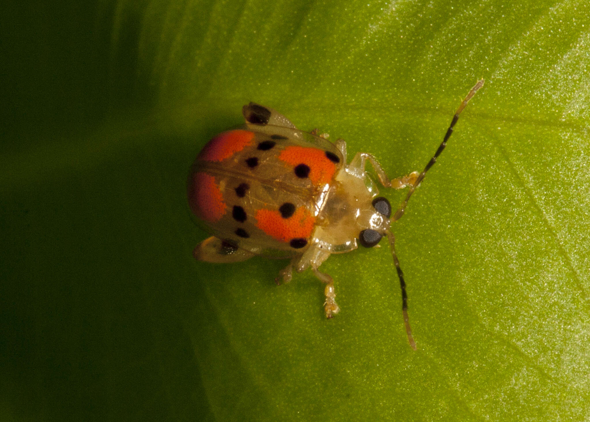 Image de Walterianella Bechyné 1955