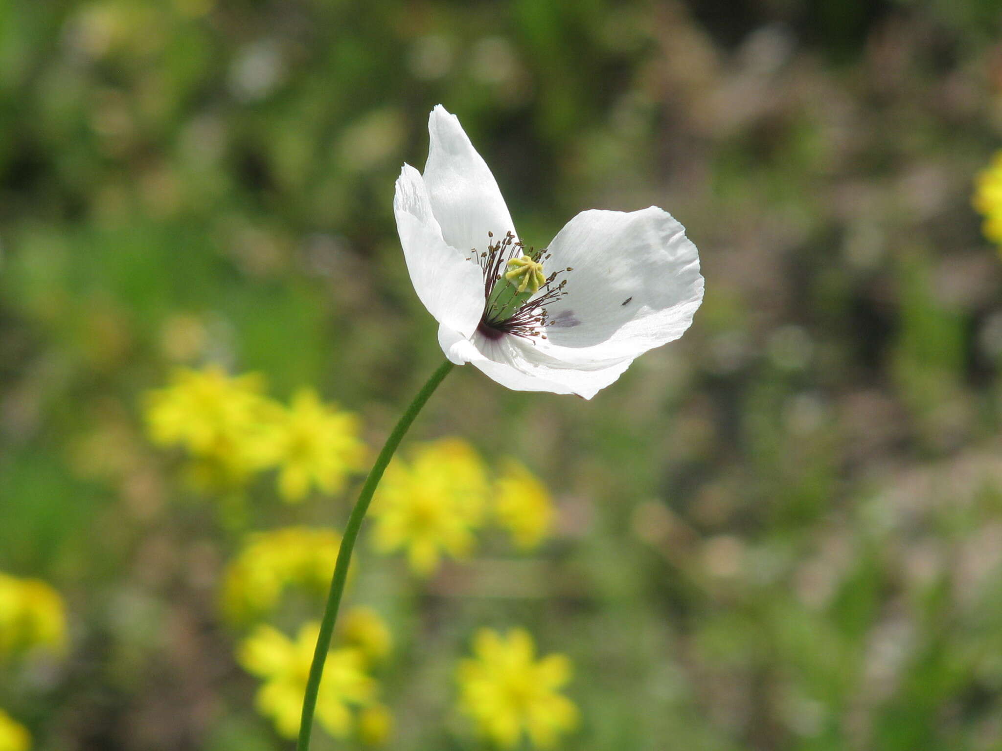 Image of Papaver albiflorum (Elkan) Pacz.