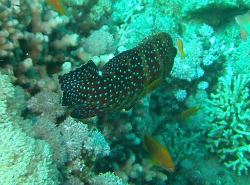 Image of Freckled Rock-cod