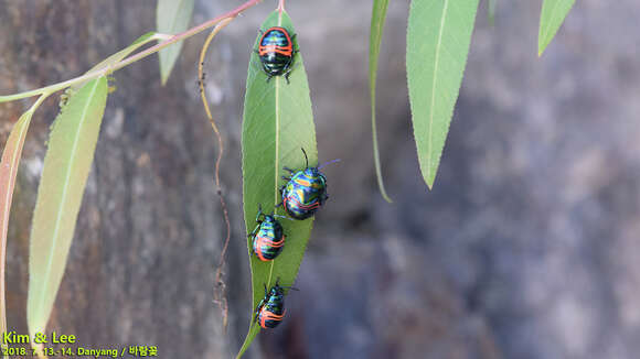 Image of Poecilocoris Dallas 1848