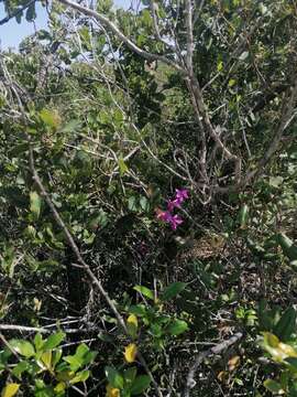 Image of Barkeria lindleyana subsp. vanneriana (Rchb. fil.) Thien