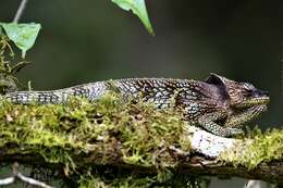 Image of Amber Mountain Chameleon
