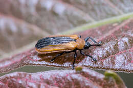 Odontota dorsalis (Thunberg 1805)的圖片