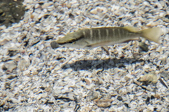 Image of Brazilian Snapper