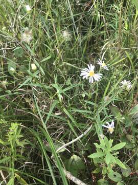 Image de Symphyotrichum boreale (Torr. & A. Gray) A. Löve & D. Löve