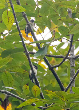 Image of Grayish Piculet