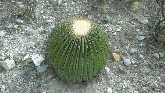 Image of Cactus