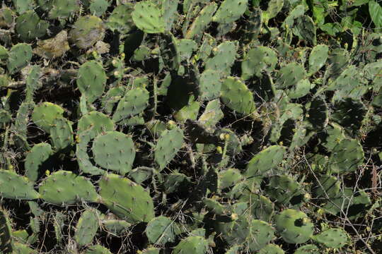 Image of Erect Prickly Pear