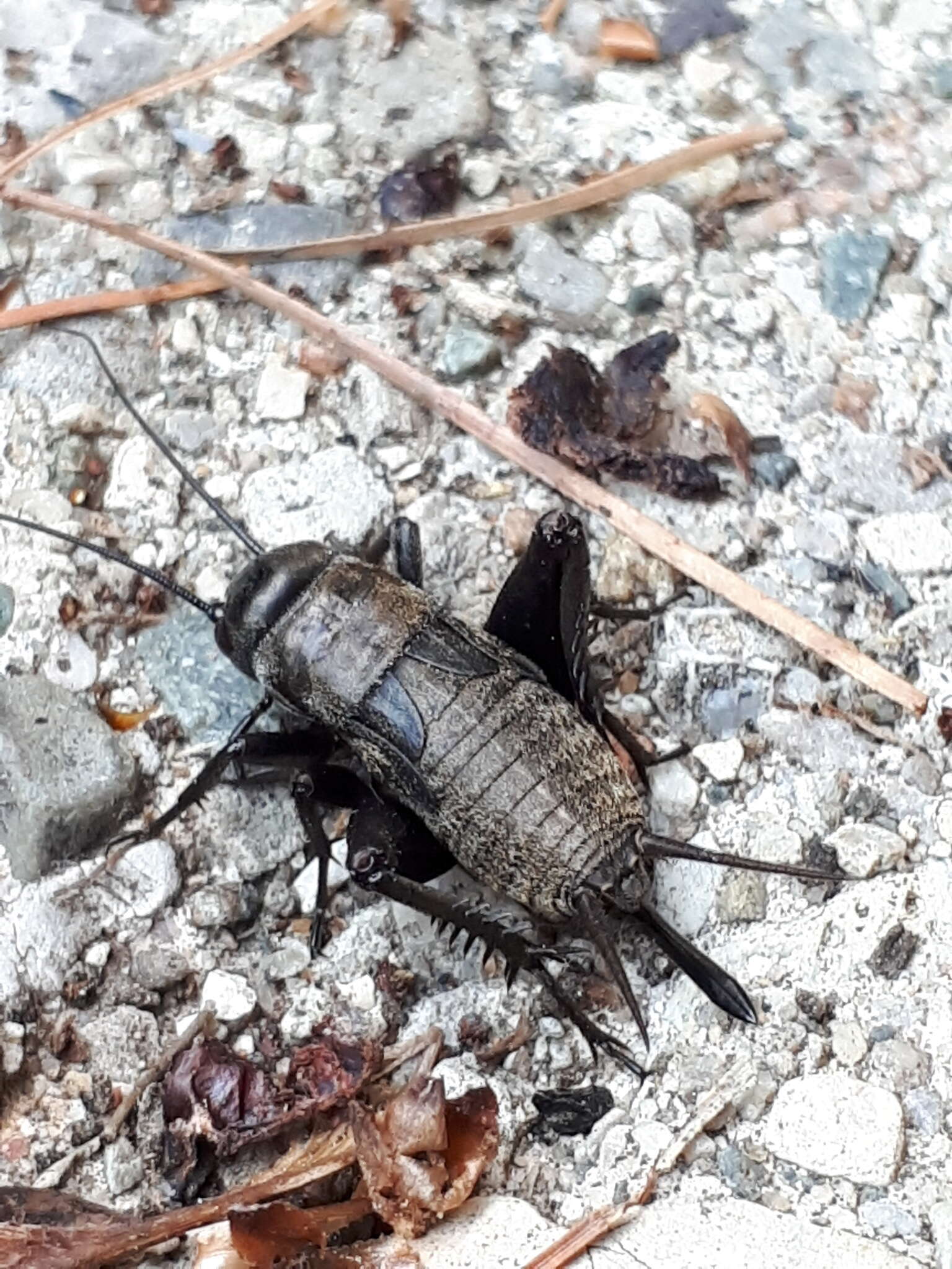 Image of Fall Field Cricket