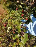 Imagem de Crataegus irrasa Sarg.