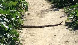 Crotalus oreganus helleri Meek 1905 resmi