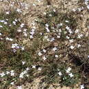 Image of Heliophila latisiliqua var. latisiliqua