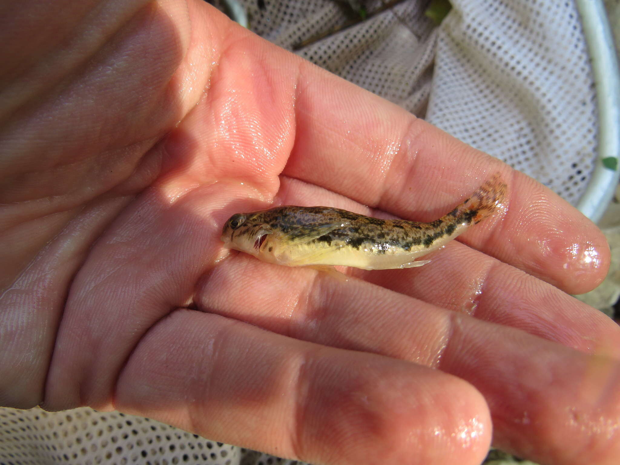 صورة Etheostoma duryi Henshall 1889