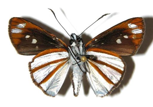 Image of <i>Vettius conka</i> Evans 1955