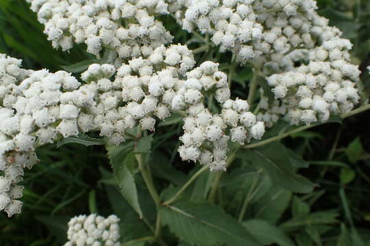 Image of American feverfew