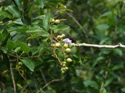 Duranta serratifolia (Griseb.) Kuntze resmi