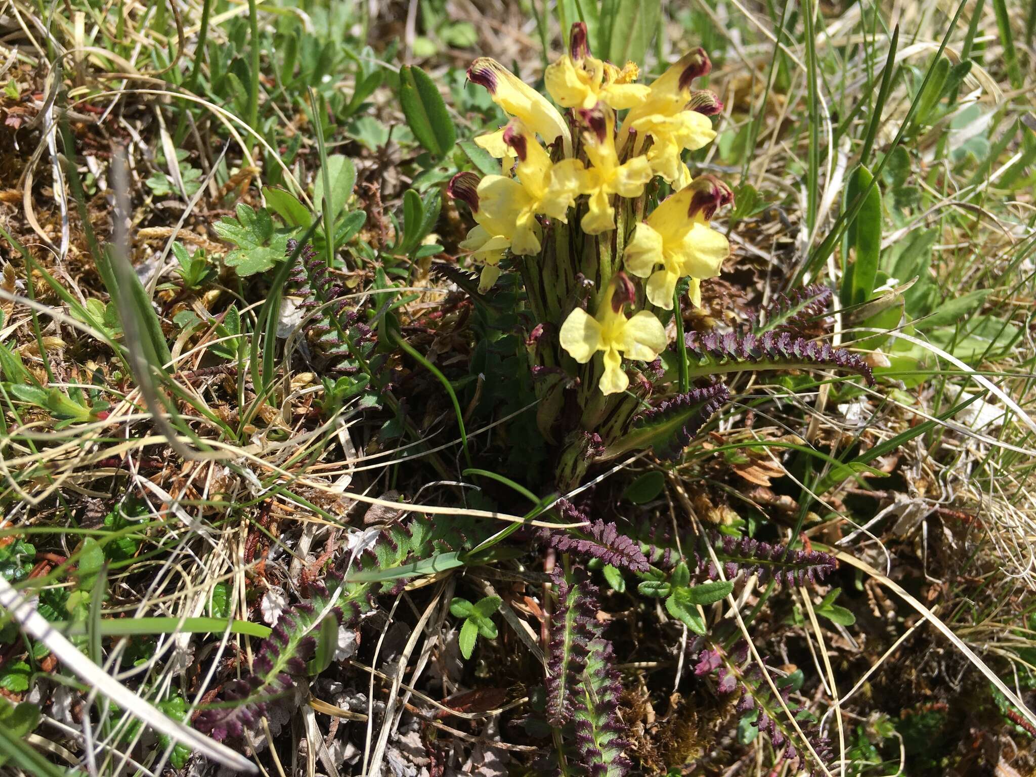 Image of Oeder's lousewort