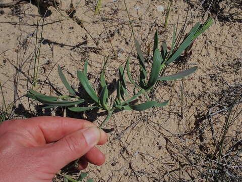 Image of Heliophila linearis (Thunb.) DC.