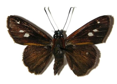 Image of <i>Vettius conka</i> Evans 1955