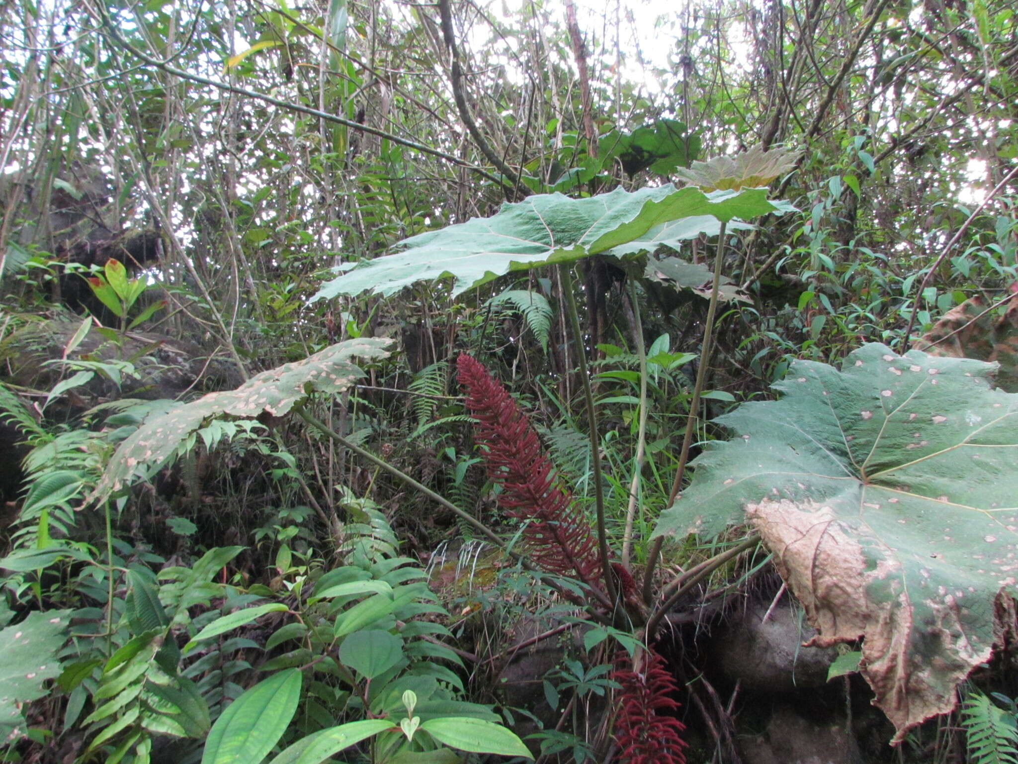 صورة Gunnera brephogea Linden & Andre