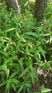 Image of Bog Smartweed