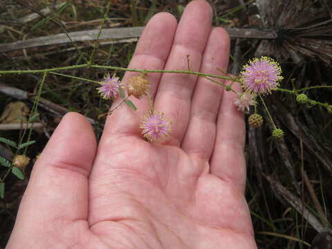 Image of Mimosa quadrivalvis var. angustata (Torr. & A. Gray) Barneby