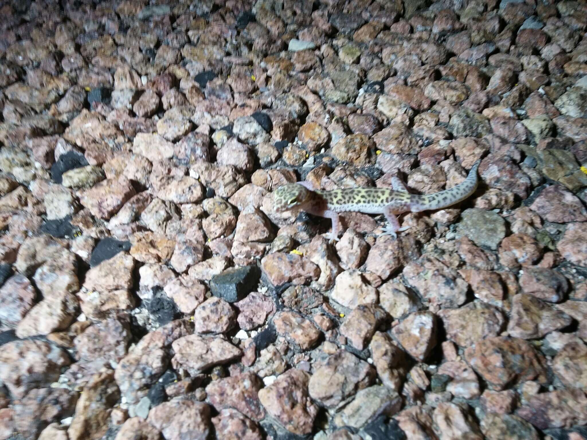 Image of Texas Banded Gecko