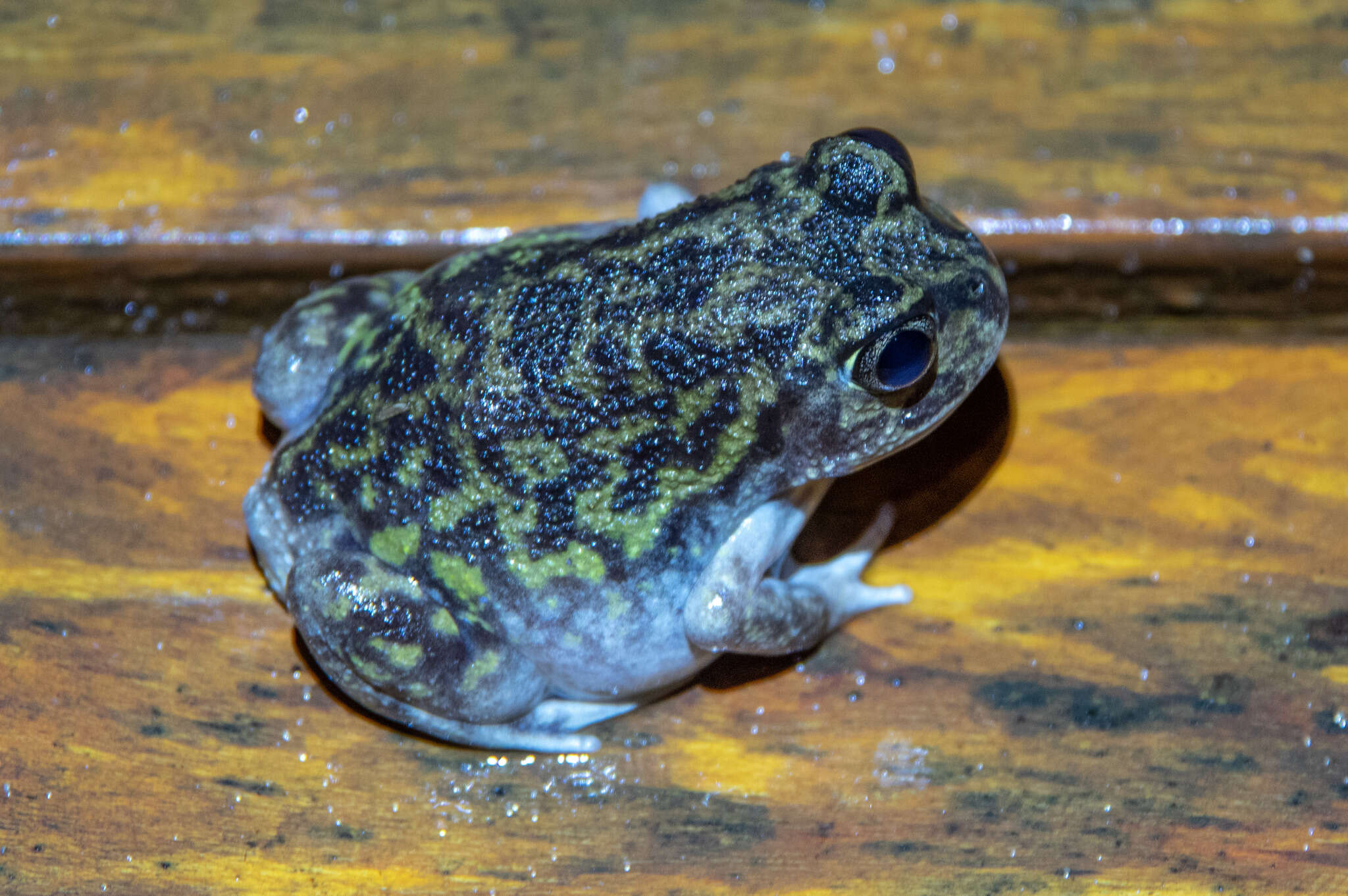 Image of Painted Burrowing Frog