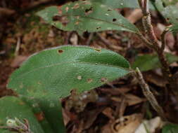 Image of Ardisia villosa Roxb.