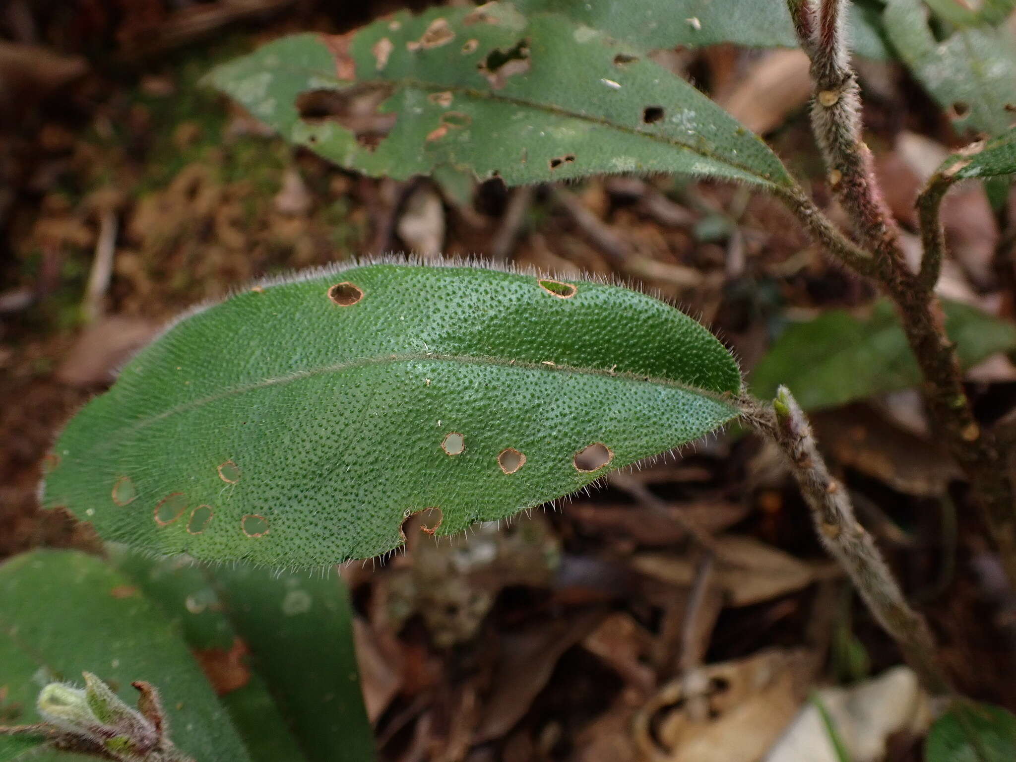 Sivun Ardisia villosa Roxb. kuva