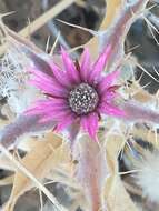 Image of Carlina lanata L.