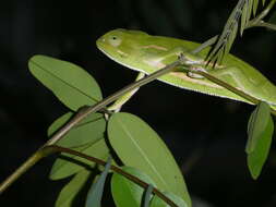 Image of Smooth Chameleon