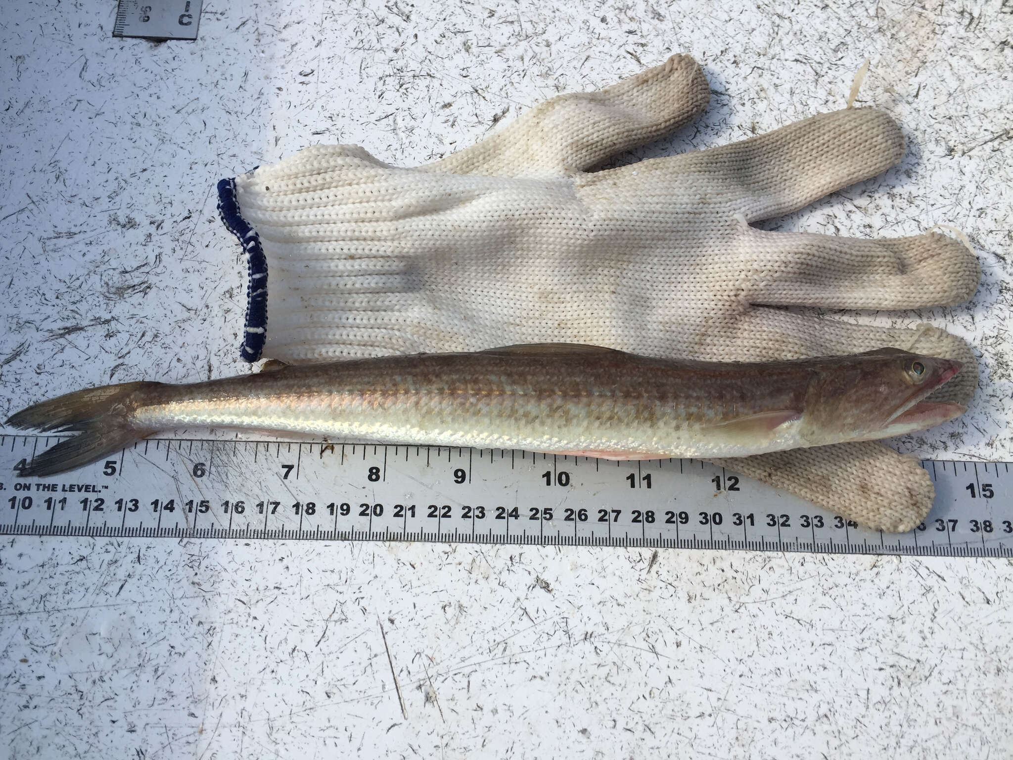 Image of Inshore Lizardfish