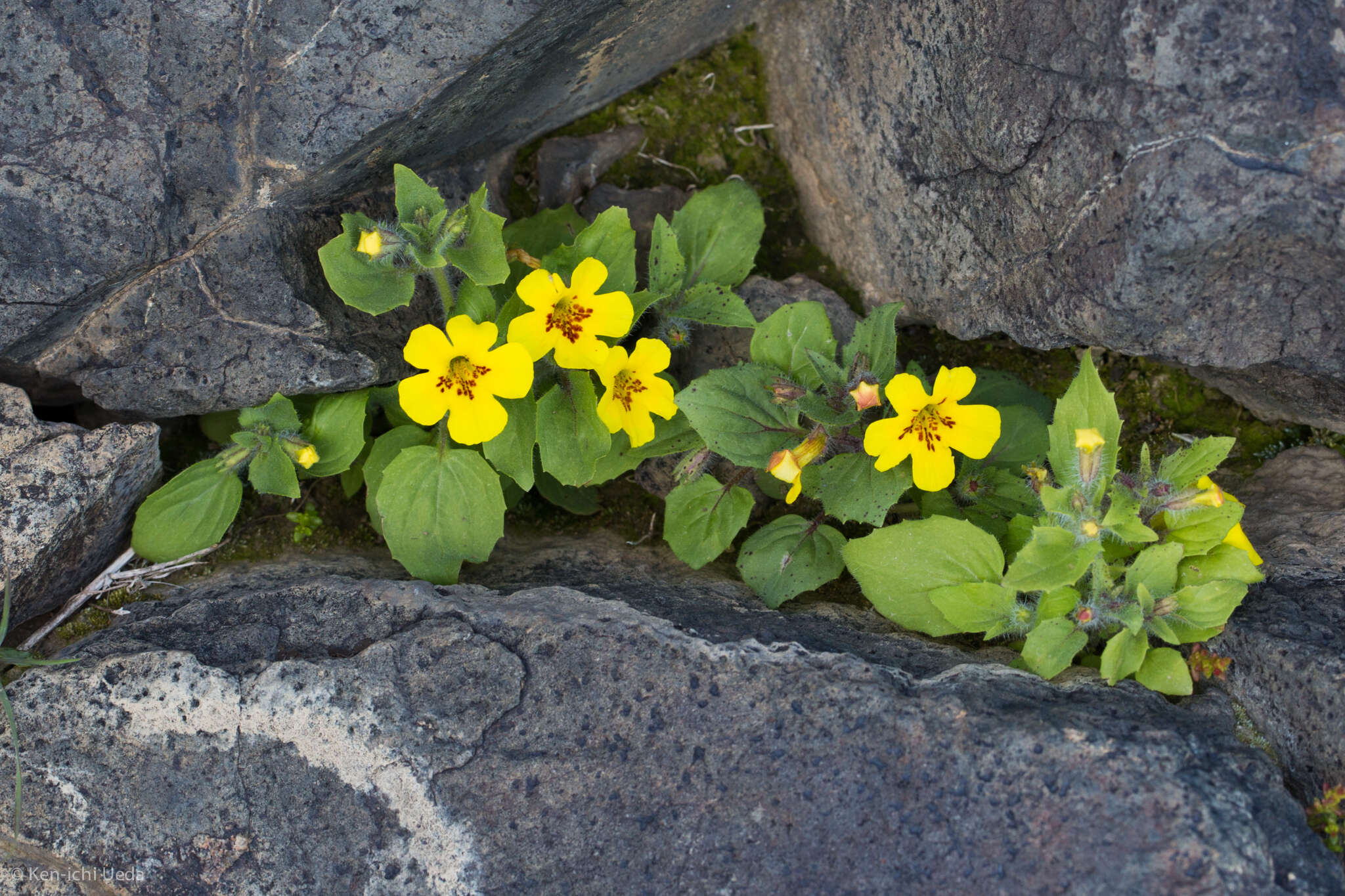 Image of Dudley's monkeyflower