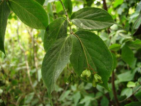 Imagem de Euonymus verrucosus Scop.