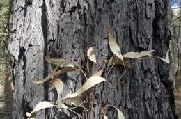 Image of northern gray ironbark