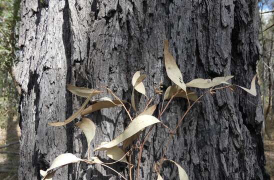 Image of northern gray ironbark