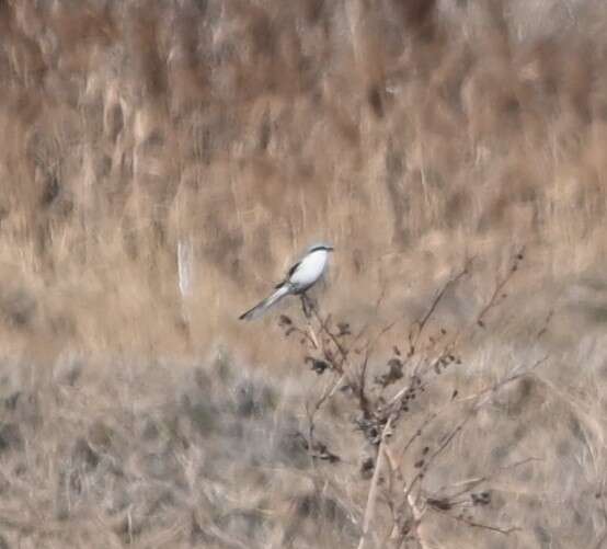 Image of Chinese Grey Shrike